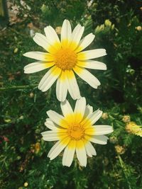 Close-up of yellow flower blooming outdoors