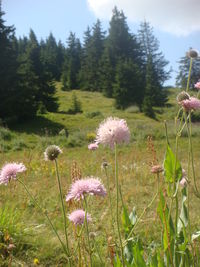 Close-up of wildflowers growing in field