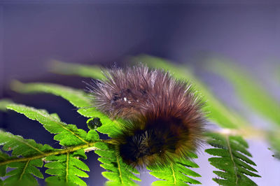 Close-up of insect on plant