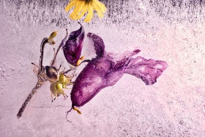 Close-up of purple flower