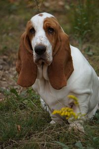 Close-up portrait of dog sitting on grass