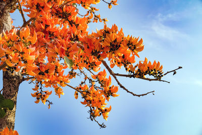 Low angle view of orange flowering plant against sky