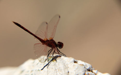 Close-up of dragonfly on rock