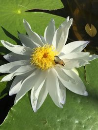 Close-up of white water lily blooming outdoors