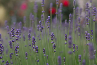 Close-up of purple flowering plants on field