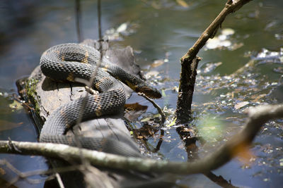 Close-up of lizard on tree branch