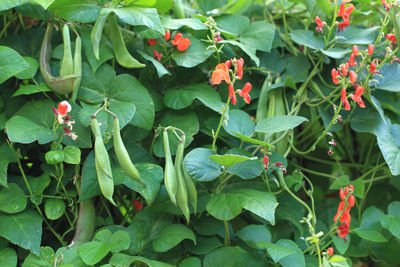 High angle view of red flowering plant