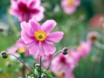 Close-up of pink cosmos flower
