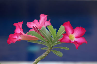 Close-up of pink flowers against black background