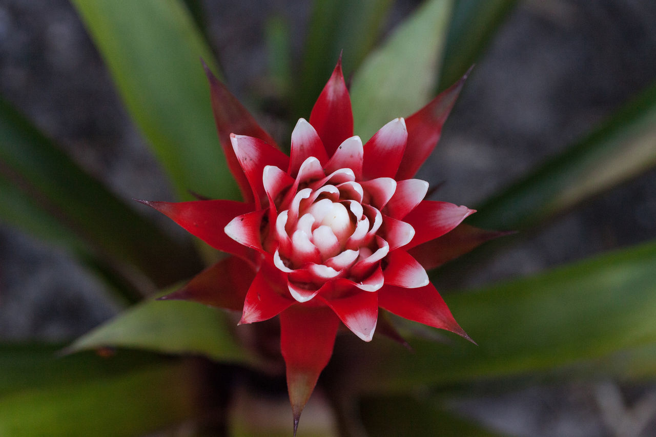 CLOSE-UP OF PINK FLOWER