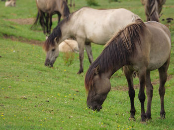 Wild horses in germany