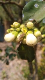 Close-up of fruits growing on tree