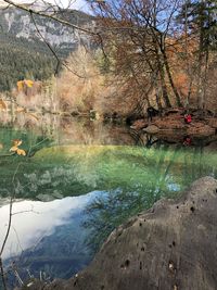 Scenic view of lake in forest