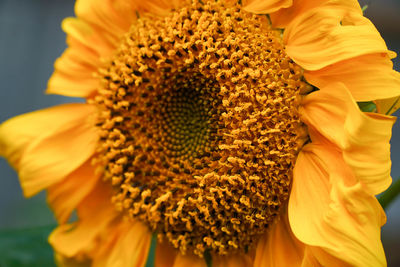 Close-up of sunflower