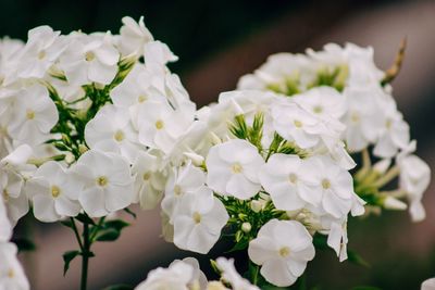 Close-up of white flowers