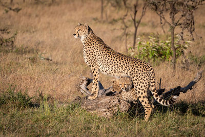 Cheetahs on field in forest