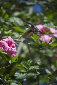 Close-up of pink flowers