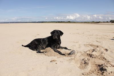 Dog lying on the beach labrador 