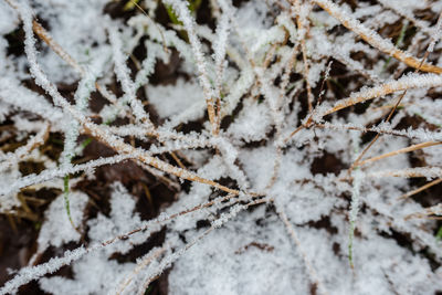 Close-up of frozen plants