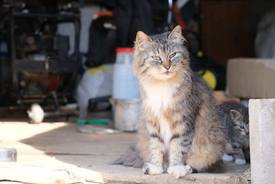 Portrait of cat sitting outdoors