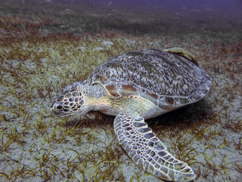 Turtle swimming in sea