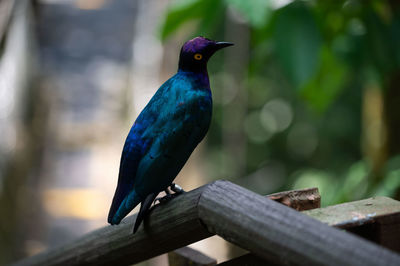 Close-up of bird perching on wood