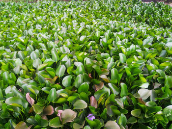 Full frame shot of flowering plants on field