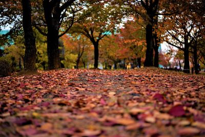 Autumn leaves in park