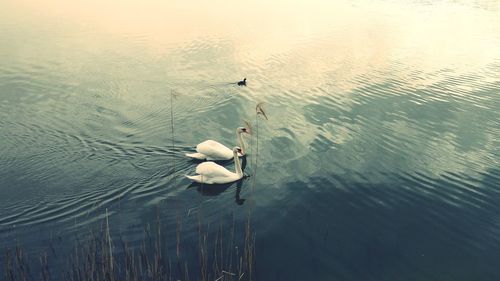 High angle view of swans swimming in lake