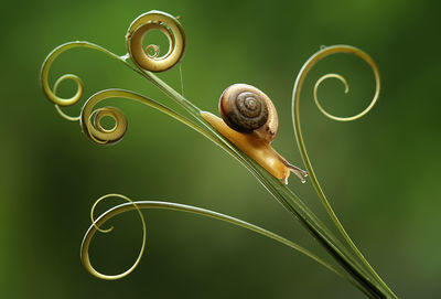 Close-up of snail on seedling