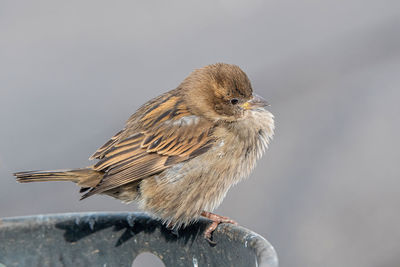 Close-up of bird perching outdoors