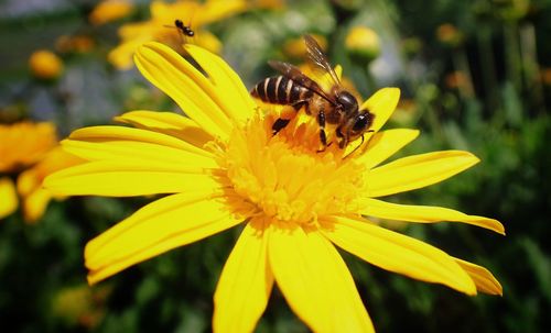 Close-up of bee pollinating on yellow flower