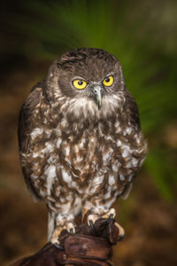 Close-up portrait of owl sitting on a glove