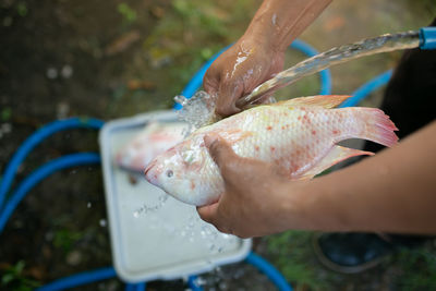 Close-up of fish