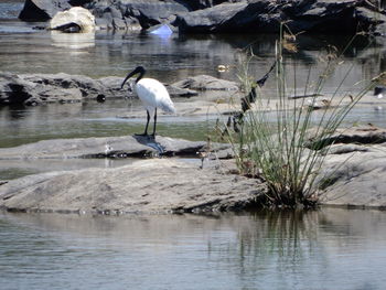 View of birds on lake