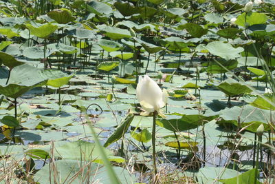 Duck floating on a lake