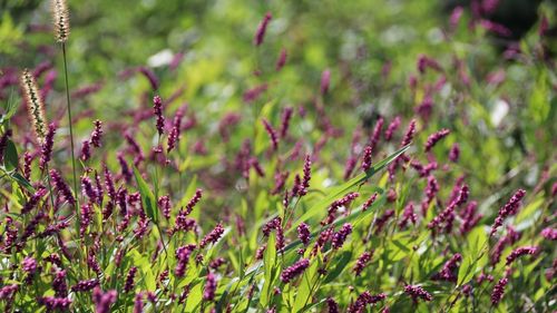 Close-up of flowering plants on land