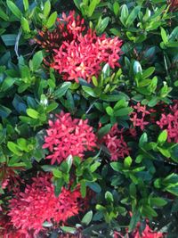 Close-up of pink flowers blooming outdoors