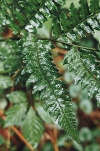 Close-up of wet leaves on tree