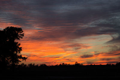 Silhouette of trees at sunset