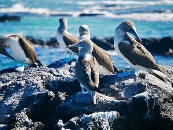 Seagulls perching on rock in sea