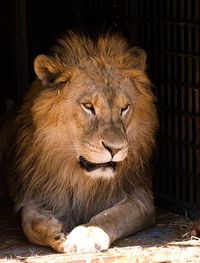 View of lion in zoo