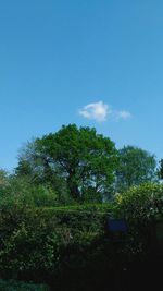 Low angle view of trees against blue sky