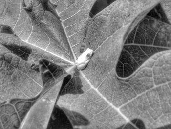 Close-up of insect on leaves