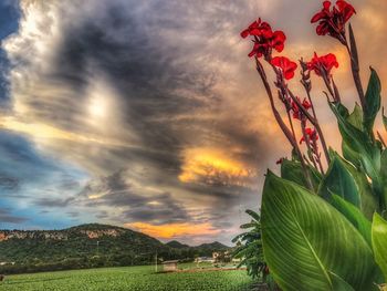 Close-up of fresh green plants against sky during sunset