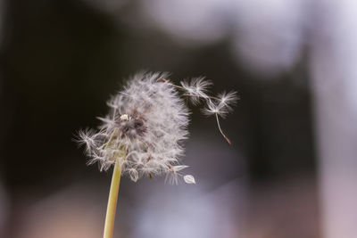 Close-up of dandelion