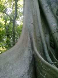 Plants growing on tree trunk