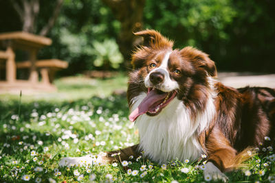 Portrait of dog in park