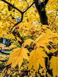 Low angle view of yellow tree