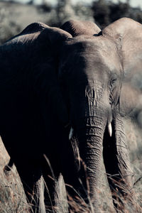 Close-up of elephant